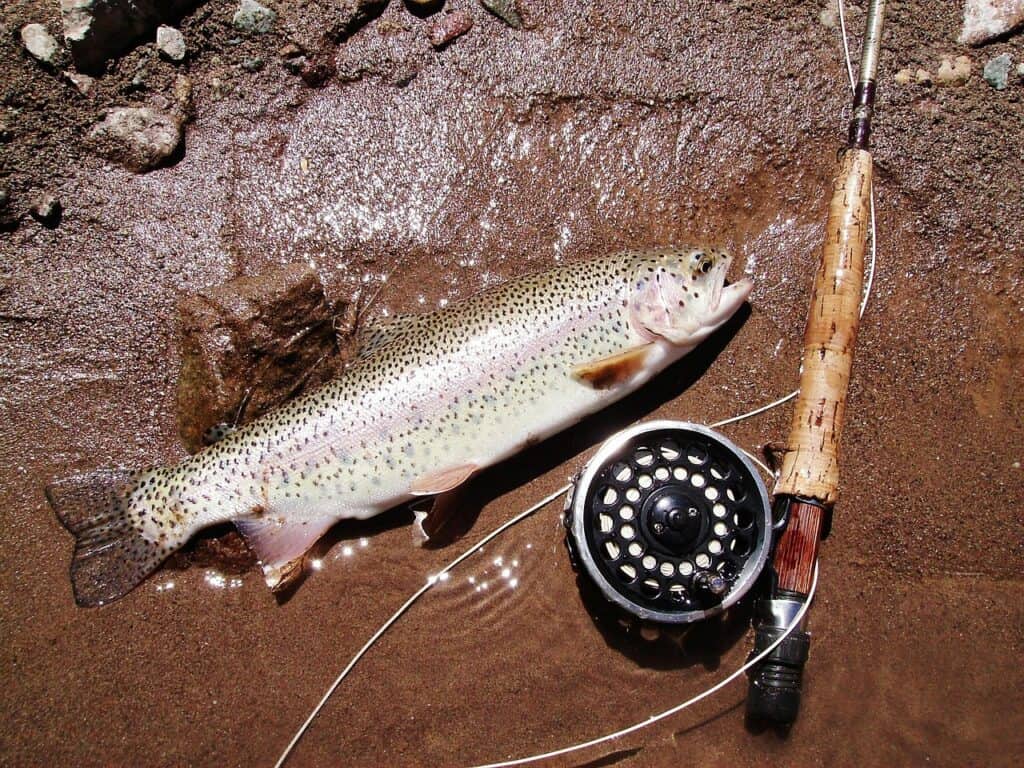 conseils pêche truite